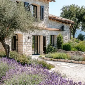 Olive Trees and Lavender
