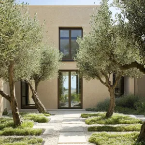Olive Trees in the Garden
