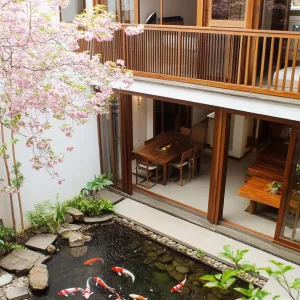 Cherry Blossoms and Koi Delight
