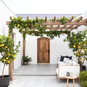 Lemon Lush Lounge