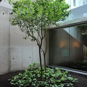 Zen Oasis Courtyard
